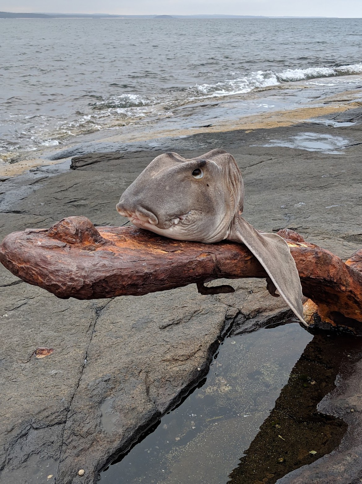 A crested horn shark that was caught off Bawley point the previous day, with its head resting on a piece of rusty metal. 